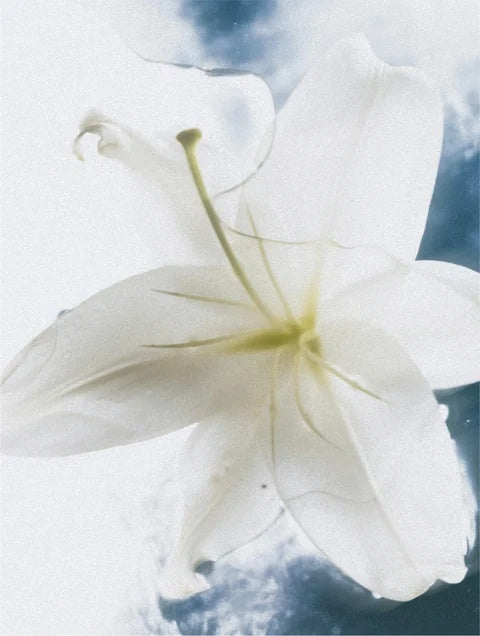 BODY CREAM